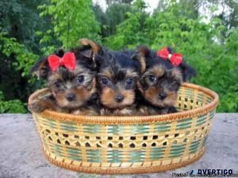 Toy yorkshire terriers puppies for Adoption