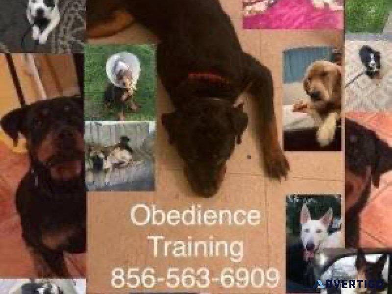 Affordable K9 Trainer