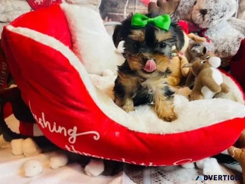Small Yorkshire terrier boy 12 weeks old