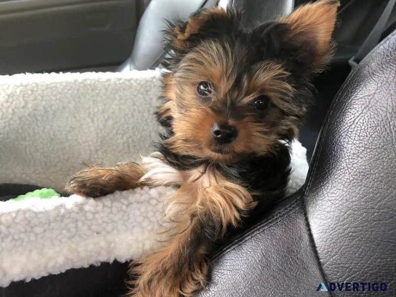 YORKIES  YORKIES 