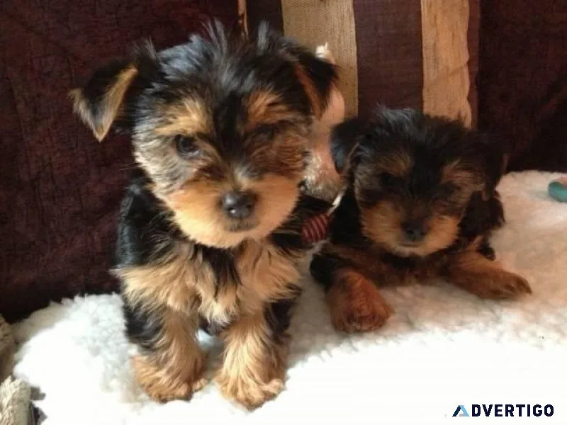 Little teacup yorkie siblings