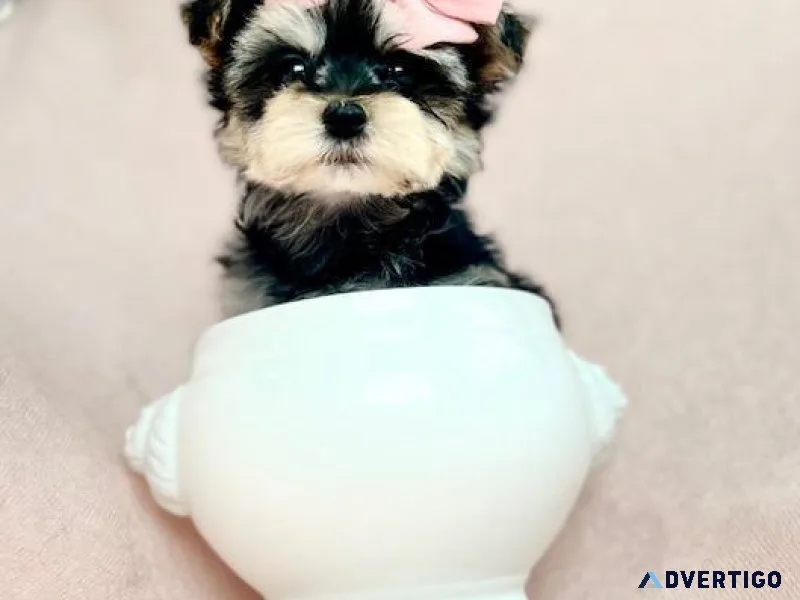TEACUP AND TOY BREEDS