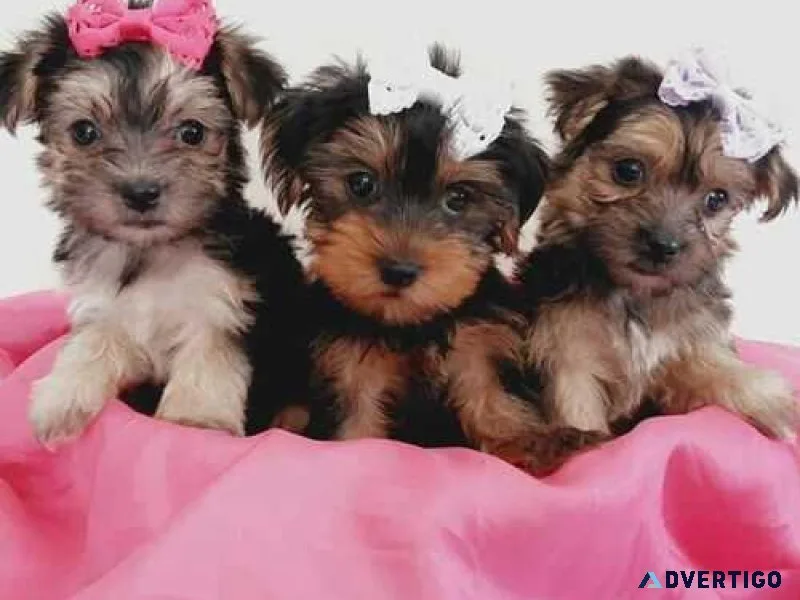 Puppy for Adoption. I have 1 beautiful boy puppy left