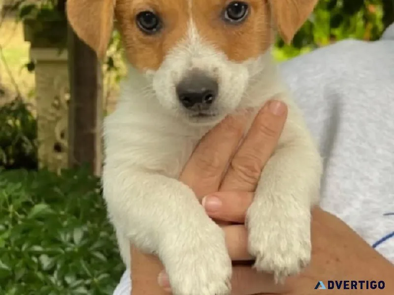 Jack Russell Terrier Puppies