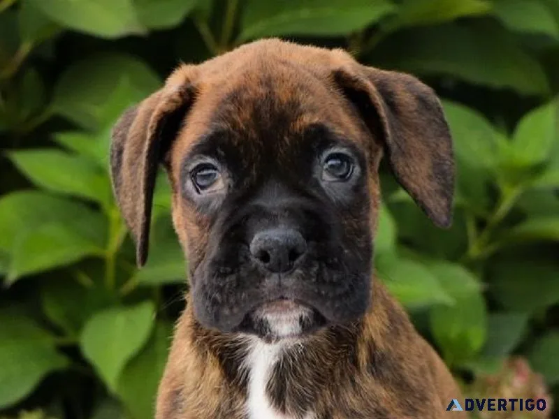 Boxer Puppies For Sale