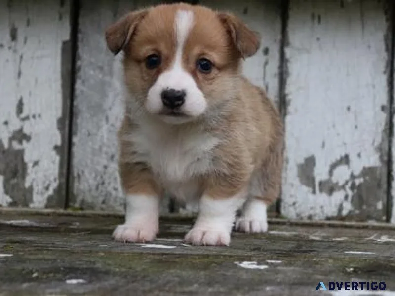 Pemborke Welsh Corgie Puppies