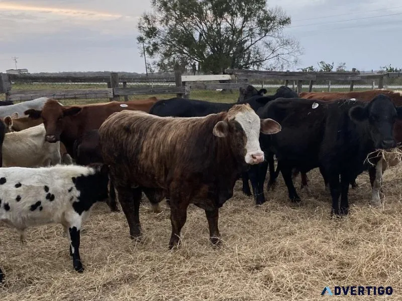 Beef cattle for sale