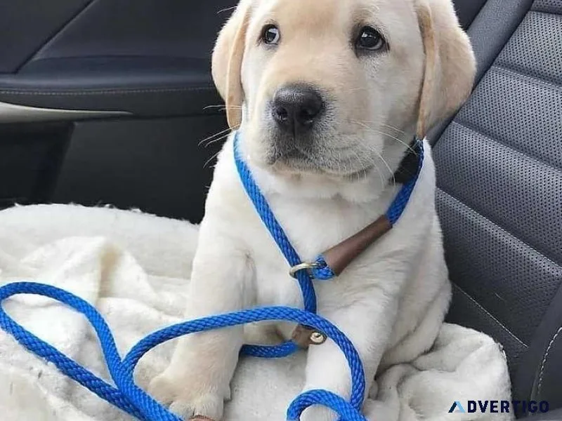 Labrador Retriever Puppies