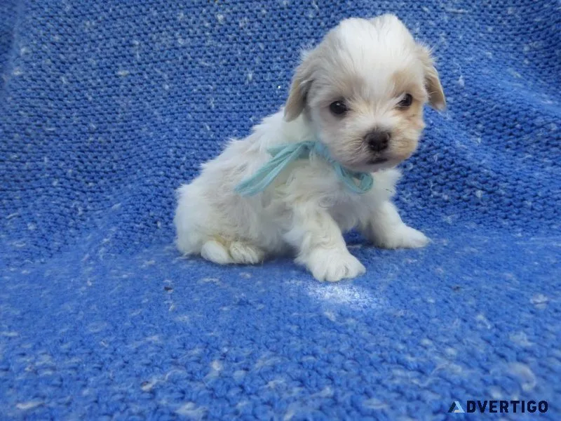 Maltipoo Puppies