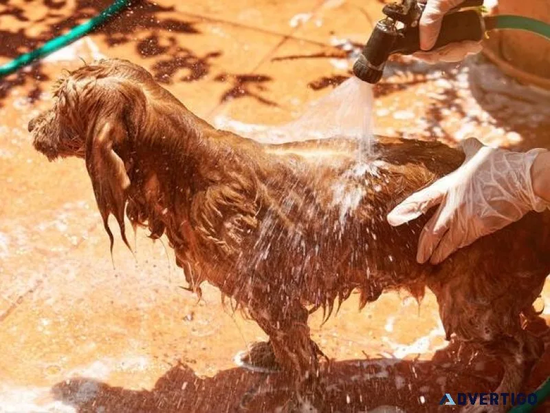 Dog Groomers in Visakhapatnam Dog Baths Haircuts Nail Trimming