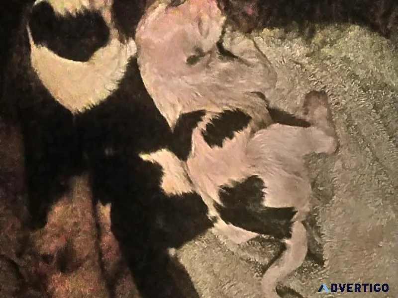 Border Collie Purebred Puppies available Christmas Week