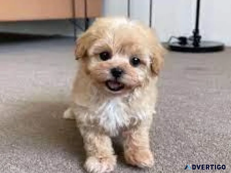 Maltipoo male and female puppies only