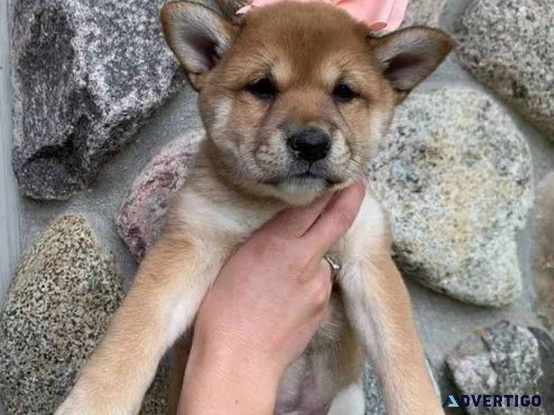 Shiba Inu Puppies For Sale