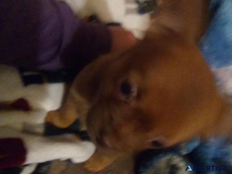 Mixed puppies female