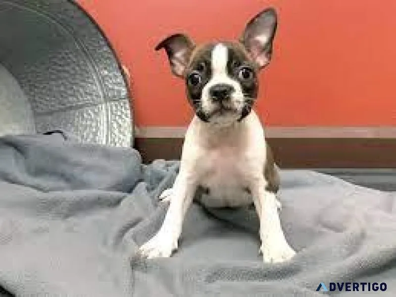 Boston terrier puppies