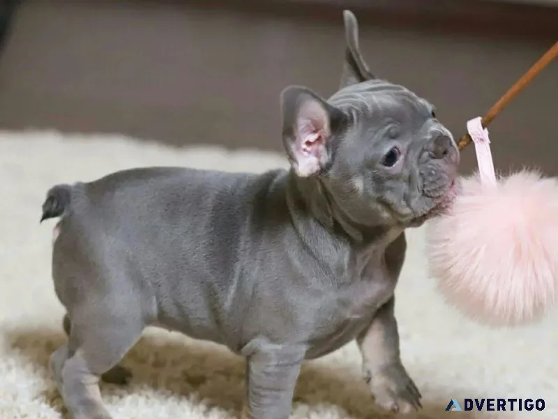 French Bulldog Puppies
