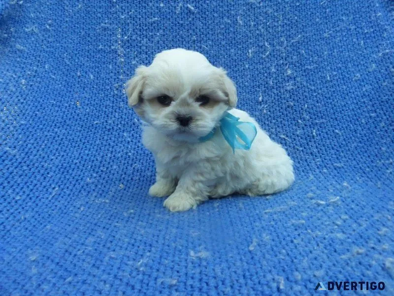 Shihpoo Puppies