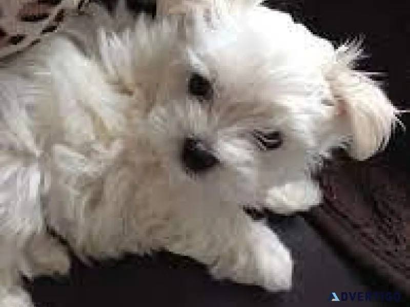 Toy Size Maltese Puppies