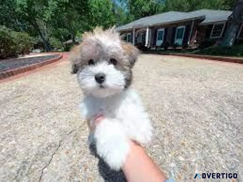 Purebred Havanese Puppies