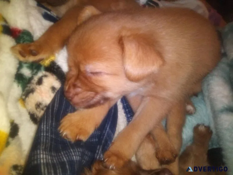 Mixed puppies male