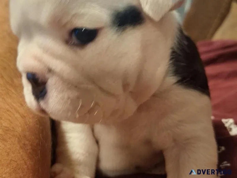 Black Tri english bulldog