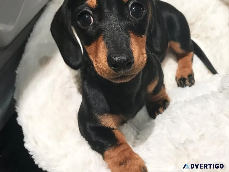Top home raised Dachshund Puppies.