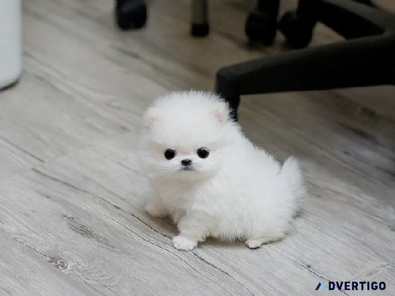Beautiful teacup pomeranian pups for xmas