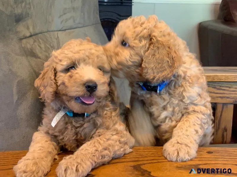 Goldendoodle Puppies