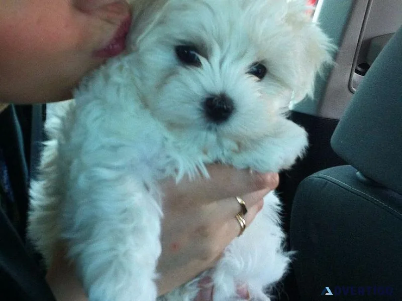 Teacup Maltese Puppies