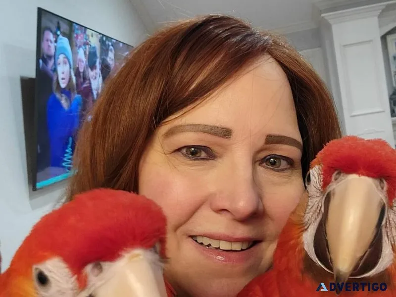 Friendly 2 yrs Old Scarlet Macaws