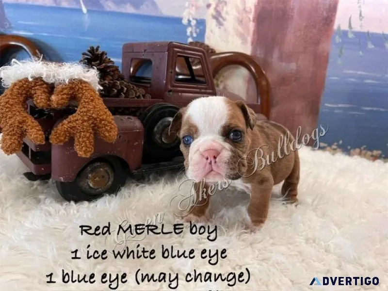 English Bulldog M Red MERLE ICE blue eye CH lines