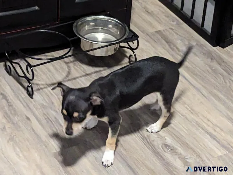 Chihuahua puppies for sale