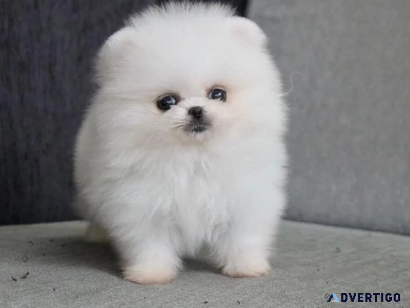 AKC reg. Teacup Pomeranian puppies