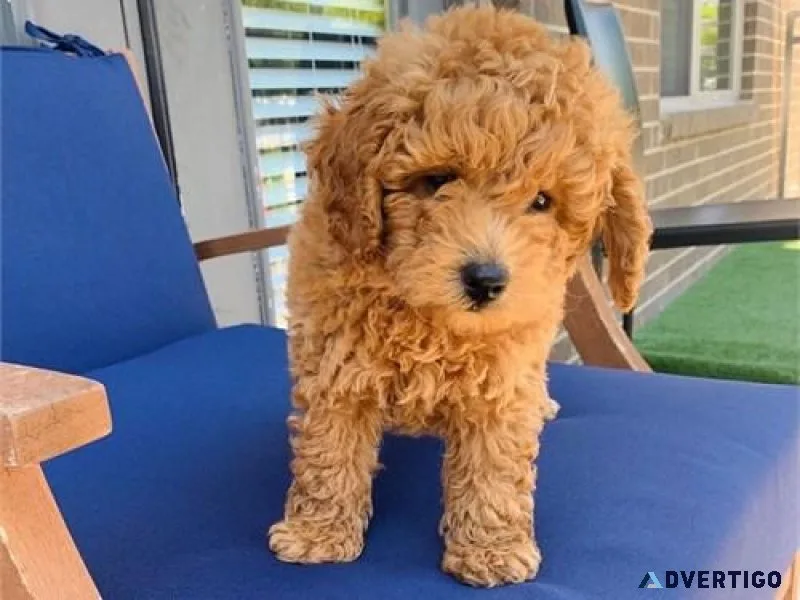 Gorgeous Goldendoodle Puppies