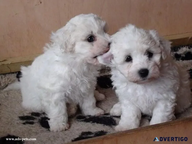 Top home raised Bichon Frise Puppies.