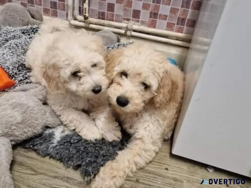 Lovely Cavapoo Puppies male and female