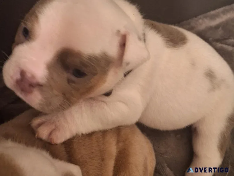 Lilac Tri English Bulldog puppy