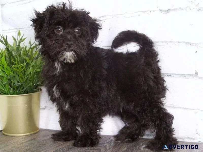 AKC reg. Malti-Poo puppies