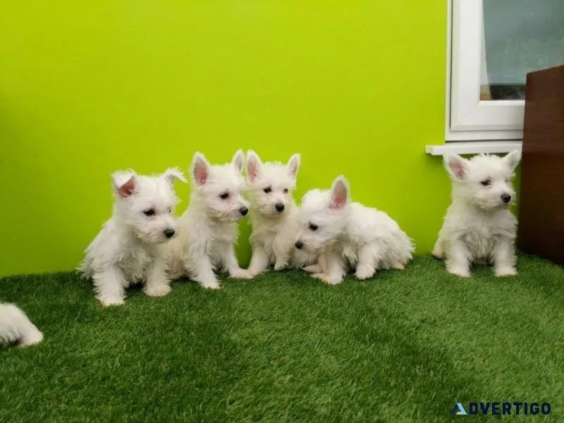 AKC registered Westie Puppies