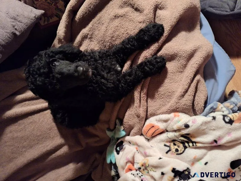 Standard Poodle