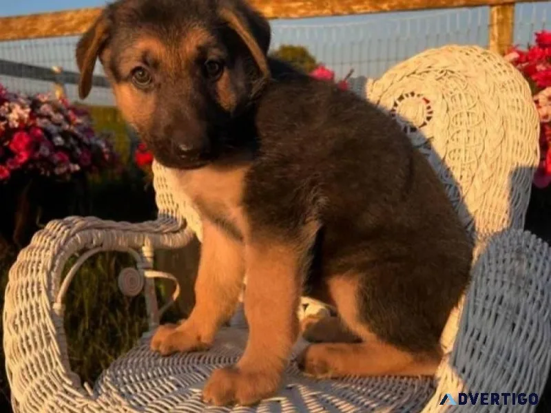 Top home raised German Shepherd Puppies.