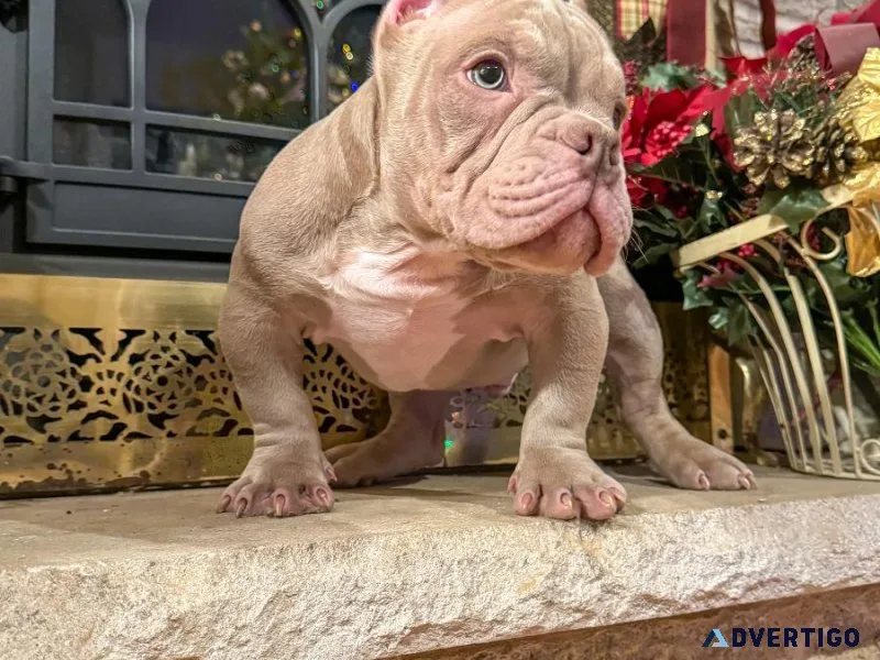 Micro exotic bullys