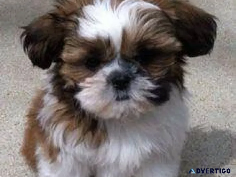 AKC reg. Shih Tzu puppies available now