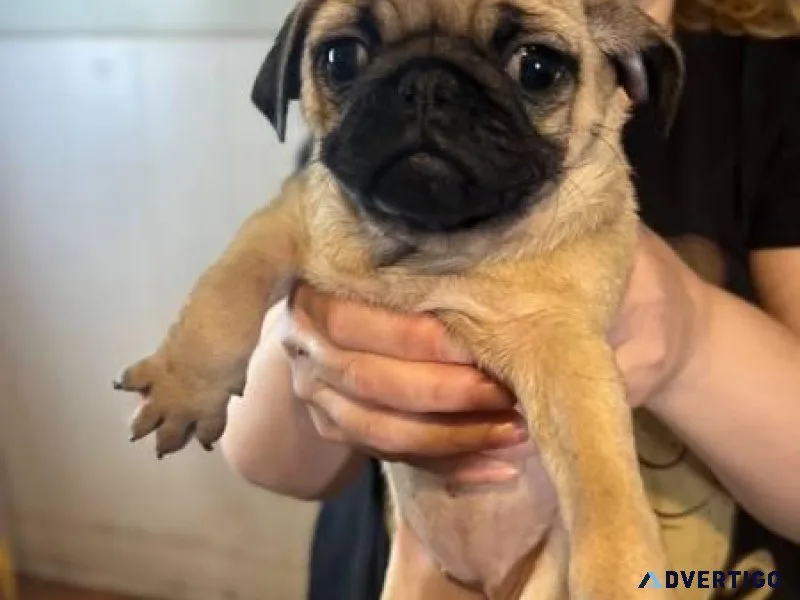 Lovely AKC Pug Puppies