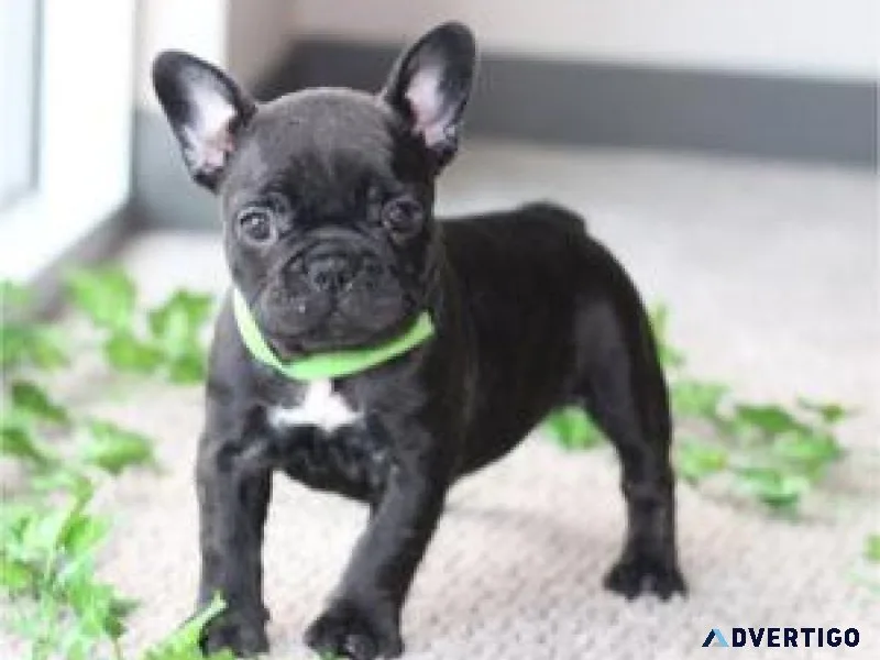 AKC reg. French Bulldog Puppies for sale.