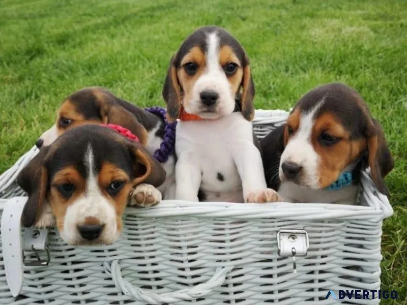 AKC Beagle Puppies available now