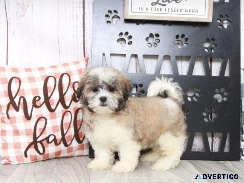 Cute Mal-Shi Puppies for sale.
