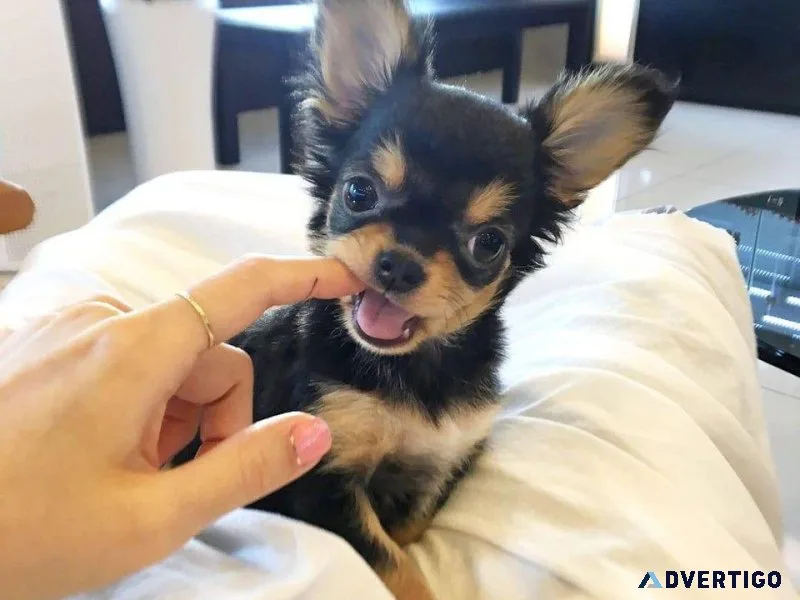 Gorgeous Chihuahua Pups