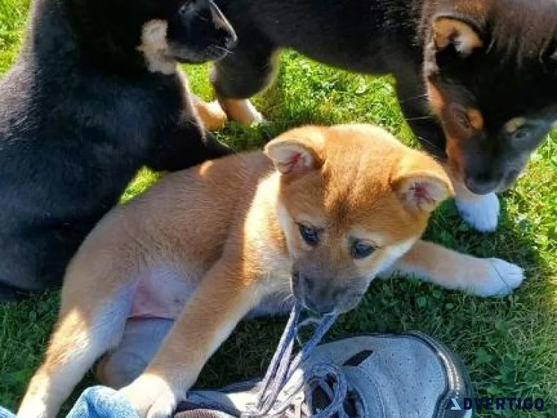 Cute Shiba Inu Puppies