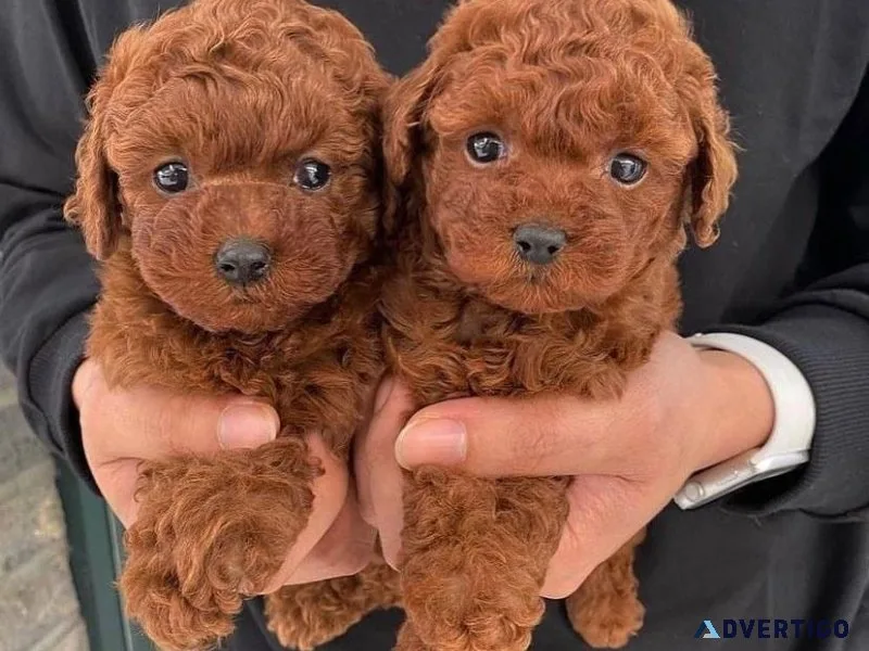 Lovely Poodle Puppies